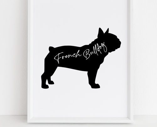 French Bulldog